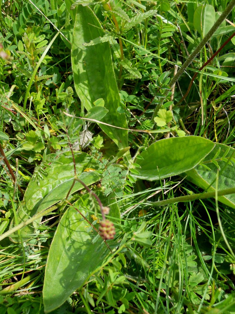 Plantago media / Piantaggine pelosa